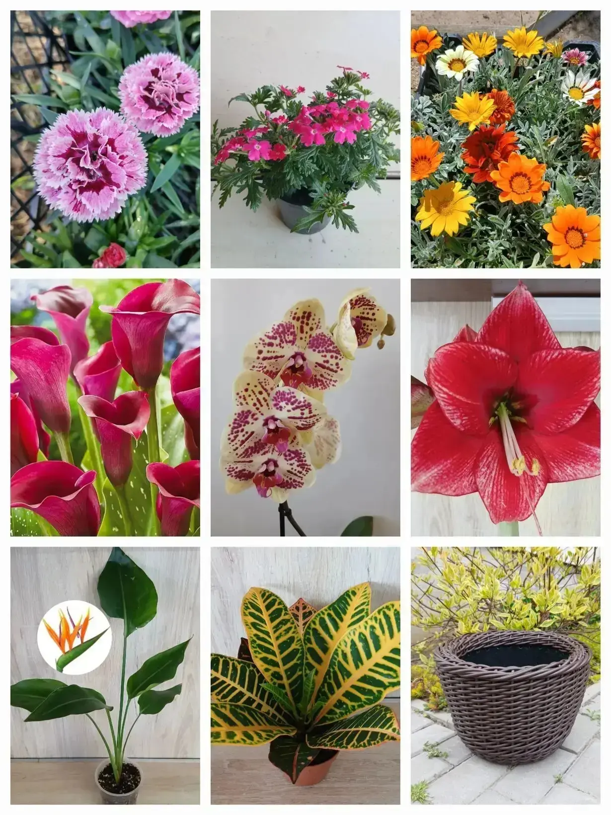 🌹Комнатные и уличные растения, кашпо из ротанга в Темрюке. Розыгрыши. Продажа. Доставка. 

💥Большо