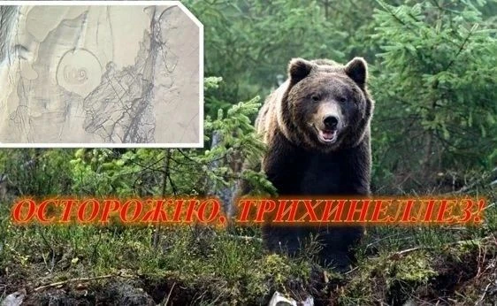 ❗️❗️❗️26 мая 2026 года при исследовании в ОГАУ «Томская областная ветеринарная лаборатория» мяса мед