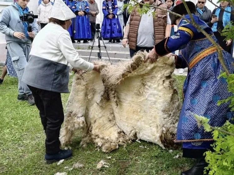 🐑Забайкалец установил рекорд по стрижке овец.

Житель села Зуткулей Баясхалан Жапов продемонстриров