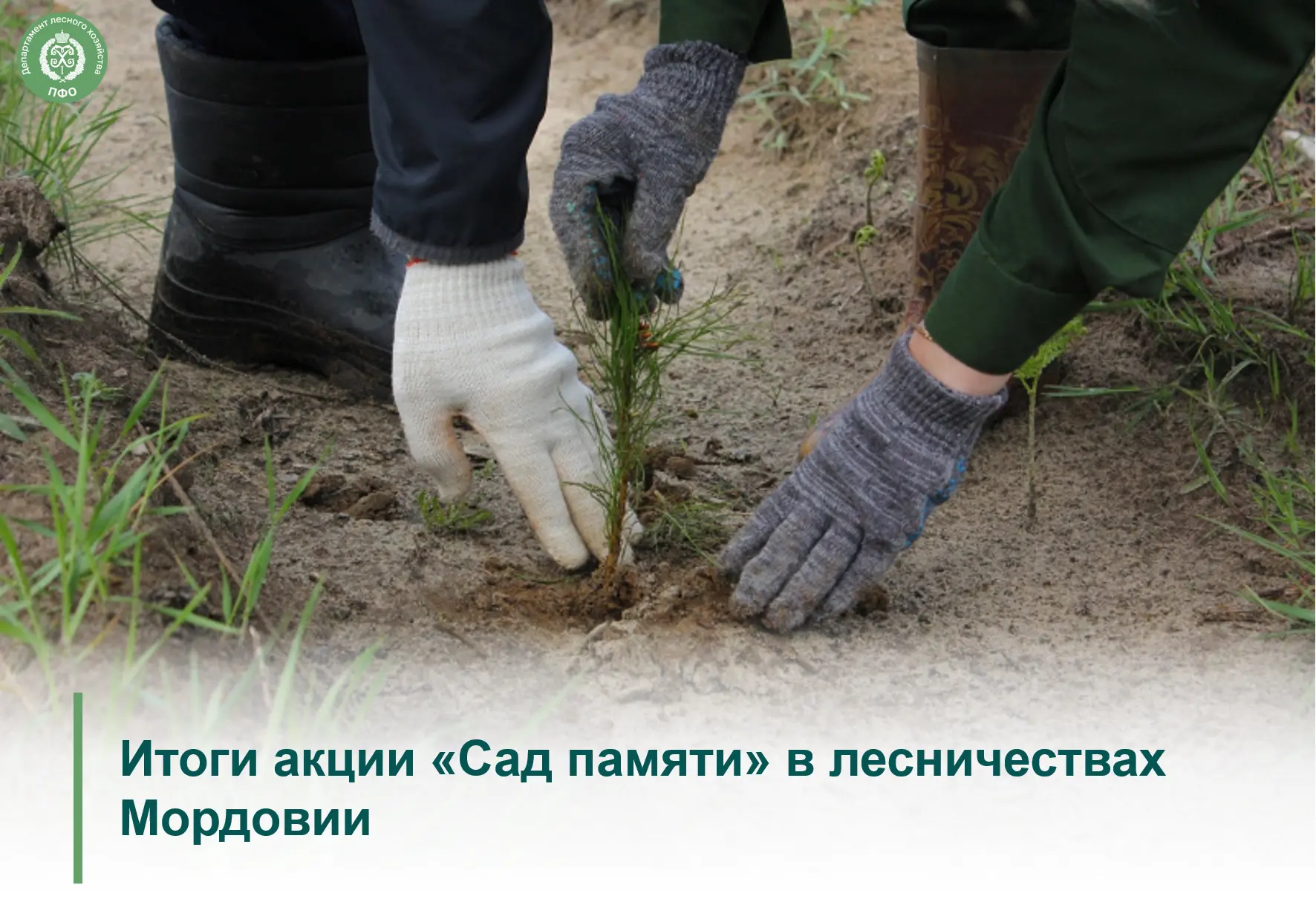 🟢 Масштабная всероссийская акция «Сад памяти» по высадке деревьев в честь героев продолжается. В ле