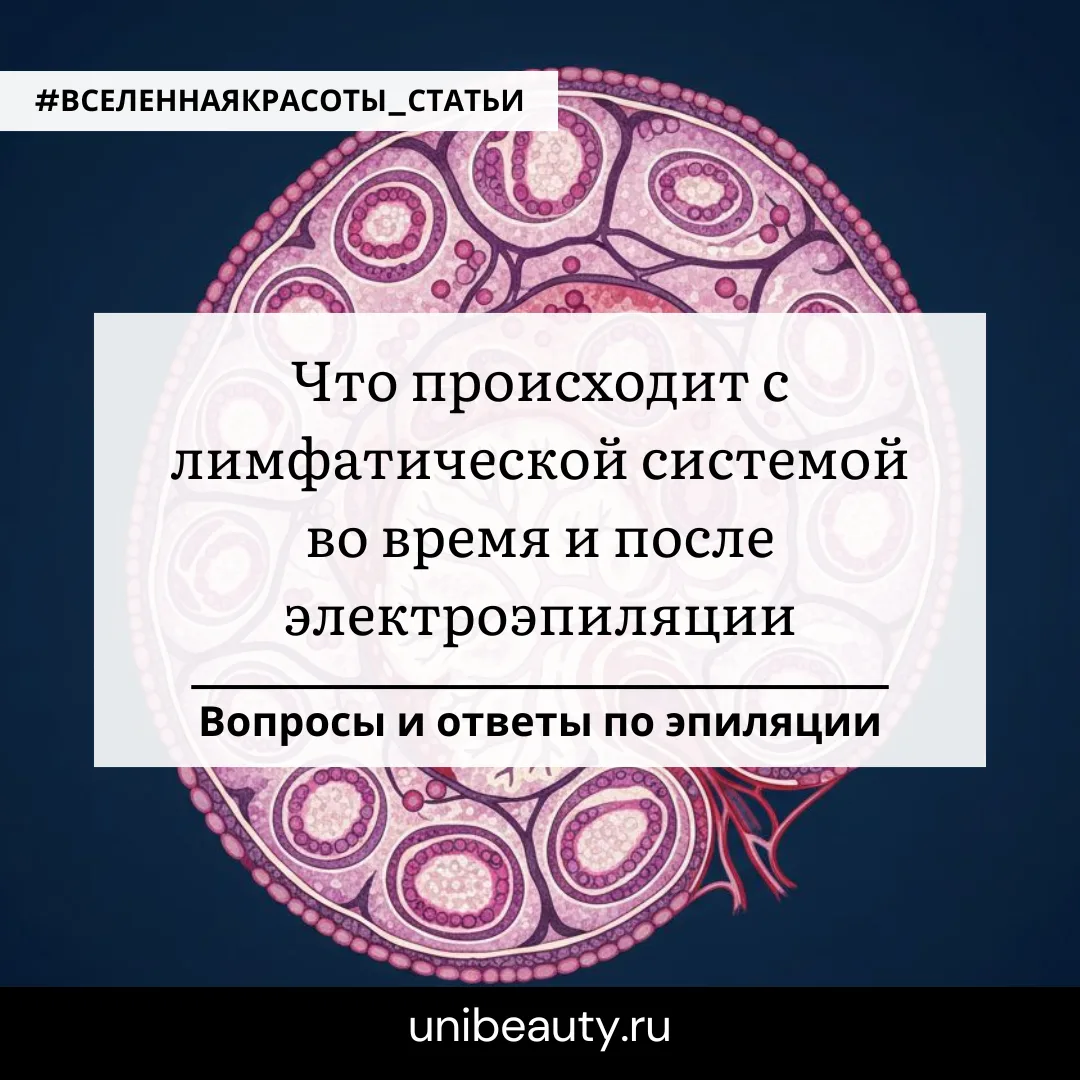 Что происходит с лимфатической системой во время и после электроэпиляции

Практически сразу после 