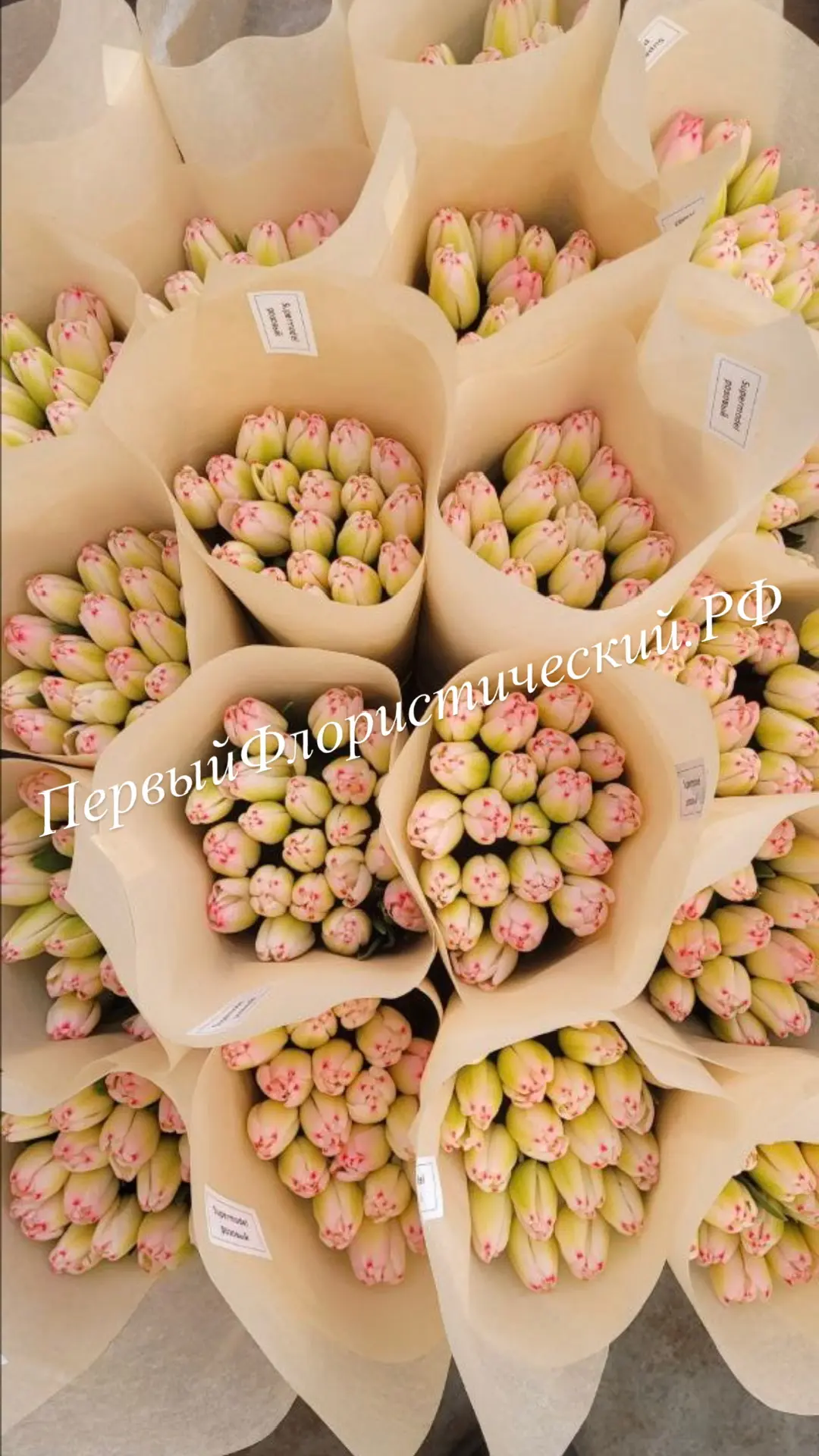 Делимся красотой с теплицы, откуда к вам приезжают наши тюльпаны 🌷

✅Ровные ряды, крепкие стебли, к