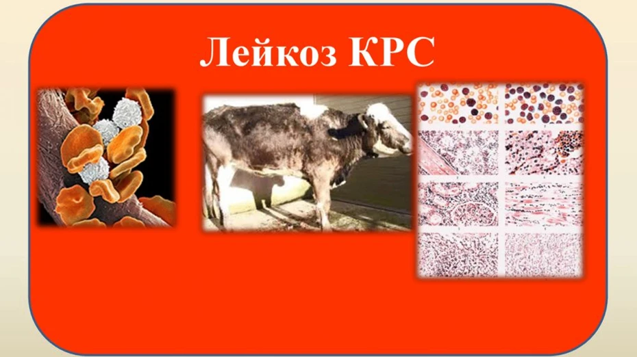 ⚠️ ВНИМАНИЕ: ЛЕЙКОЗ КРС — ТИХАЯ УГРОЗА ВАШЕГО СТАДА! ⚠️Долго не проявляет симптомов, но наносит непо