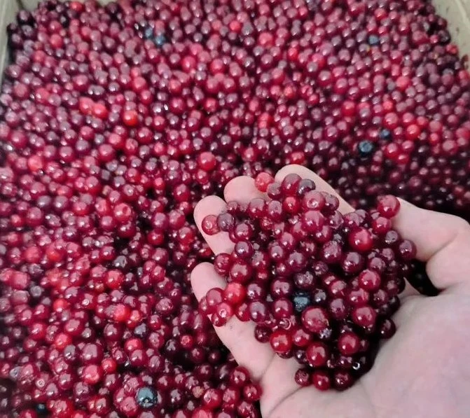 Продам примерно 900+900кг замороженной клюквы и брусники в неочищенном виде; по запросу можем провея