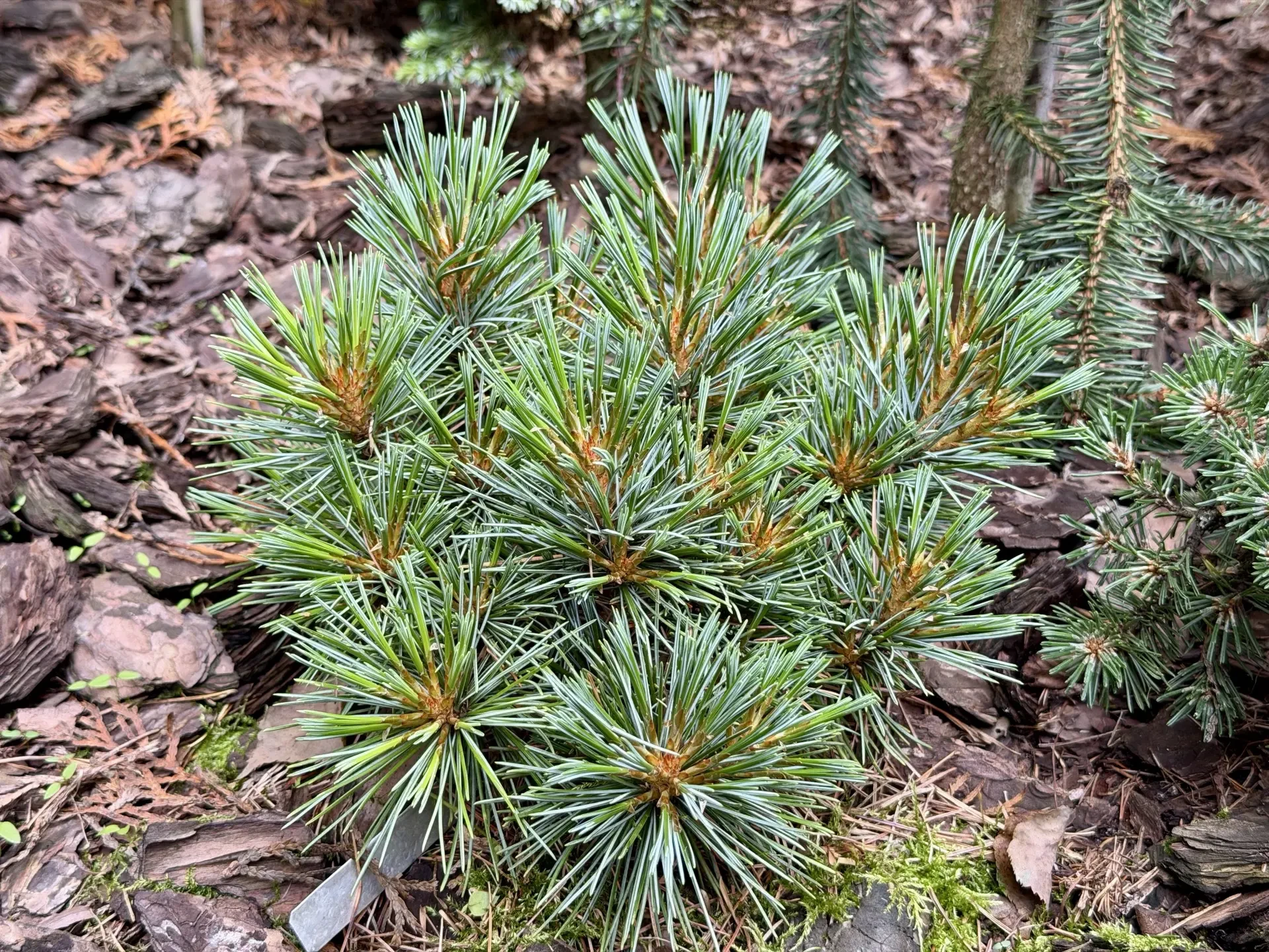 Pinus koraiensis 'Spring Grove'
Сосна корейская

Пермский край, Чайковский
Возраст: 8 лет
Русинов Са