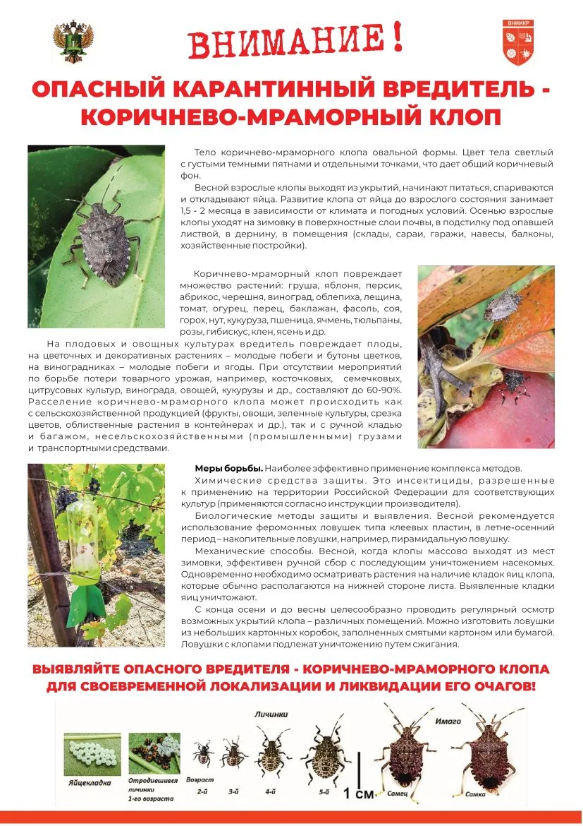 ‼Коричнево-мраморный клоп (Halyomorpha halys) — инвазивный вредитель, который представляет серьёзную