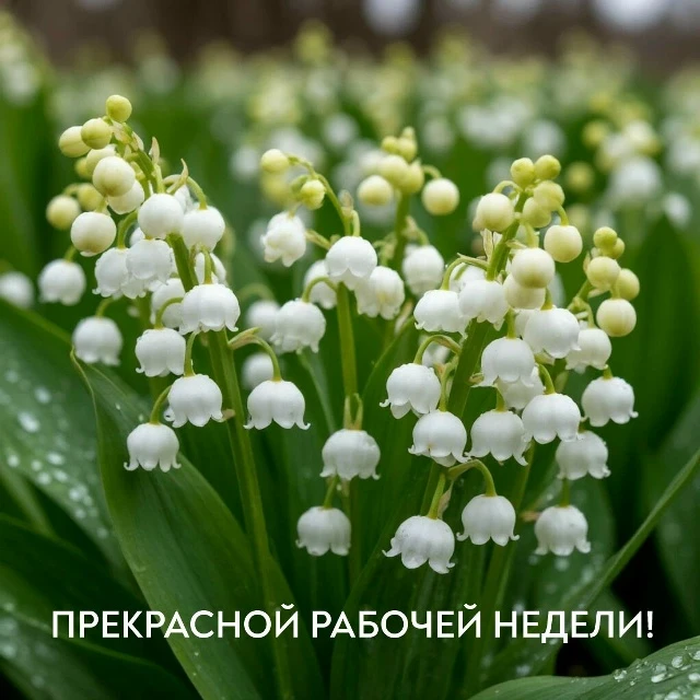 Прекрасной рабочей недели!