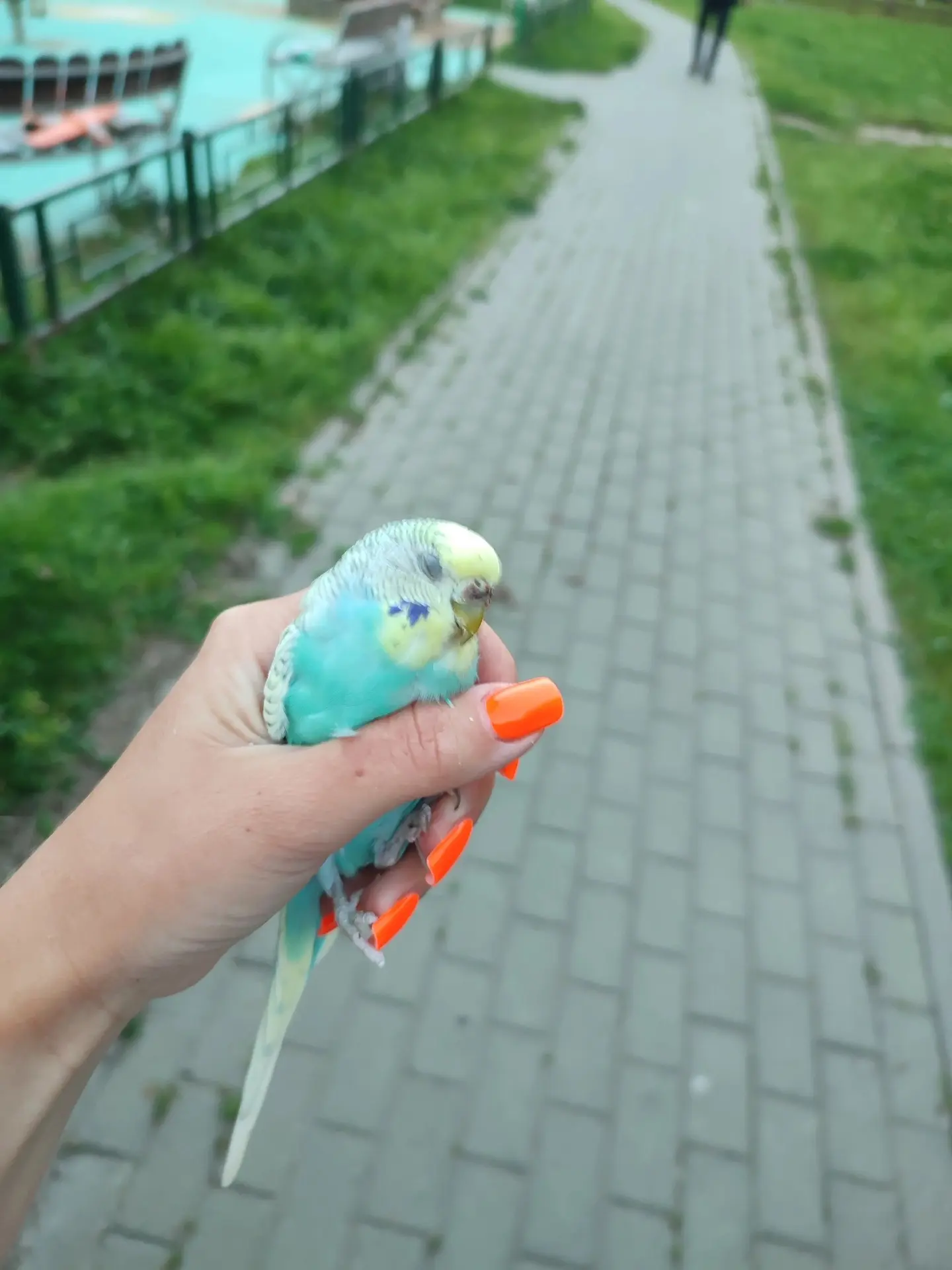 ВАЖНО! У АДМИНОВ НЕТ ИНТЕРНЕТА, ПОЭТОМУ ВСЁ БУДЕТ ОООЧЕНЬ ДОЛГО!

Поймали вчера попугая во дворе пр.
