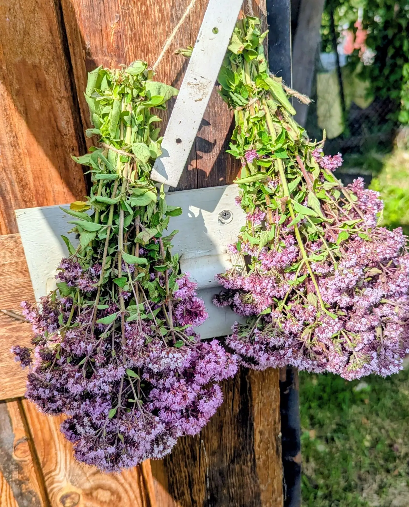 🌿 Душица полевая! Идеально для чая, домашних настоек, бани или сушки на зиму. 
💐 Букетик 110 руб.!