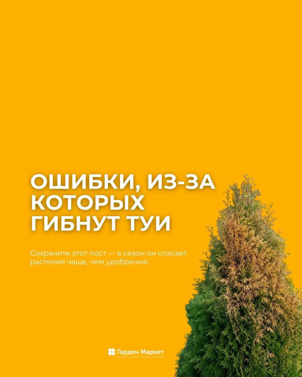 Ошибки, из-за которых гибнут туи 👇
Сохраните этот пост — в сезон он спасает растения чаще, чем удоб