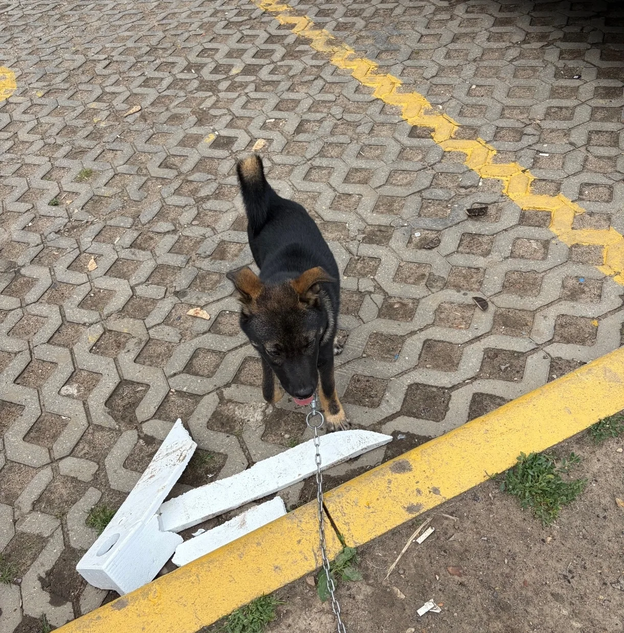 ⚠️ НАЙДЕНА СОБАКА 

📍Подольск, Кузнечики

С цепью

📲 vk.ru/ttxhx6

🐾 ЗвероПомощь Подольск
https:/