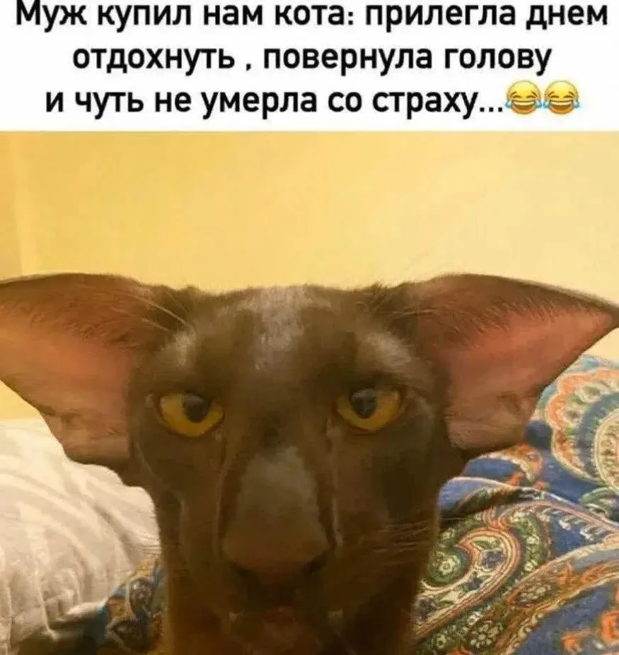 Смех без тормозов • подписаться