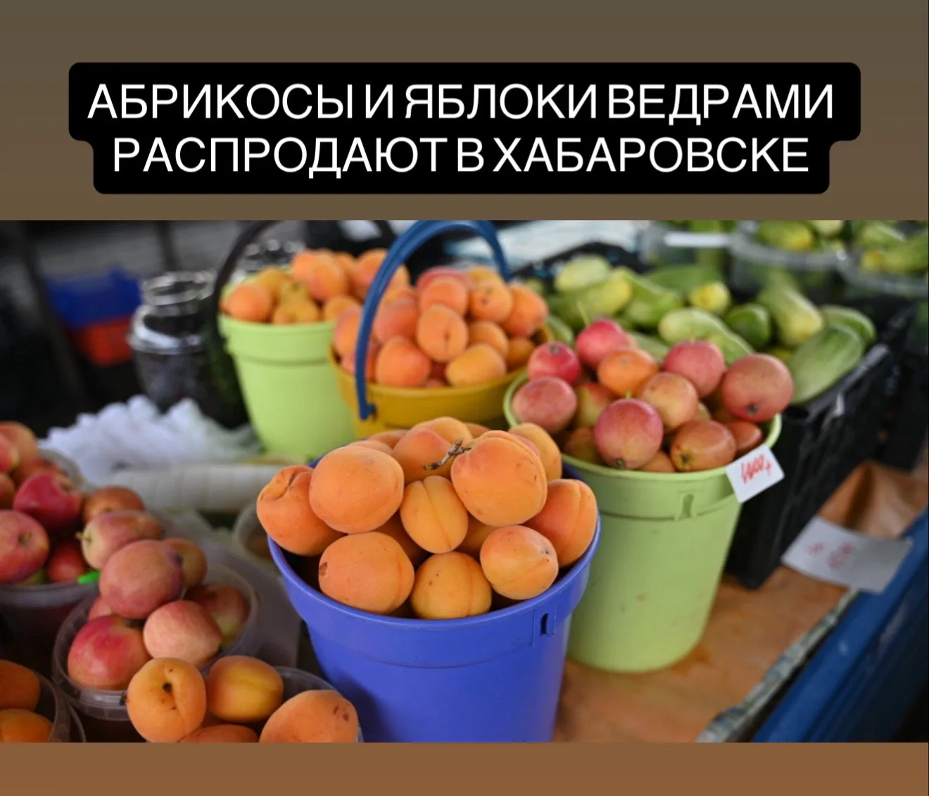 В Хабаровске начался сезон местных абрикосов

На рынках и ярмарках появились абрикосы сорта «Хабаров