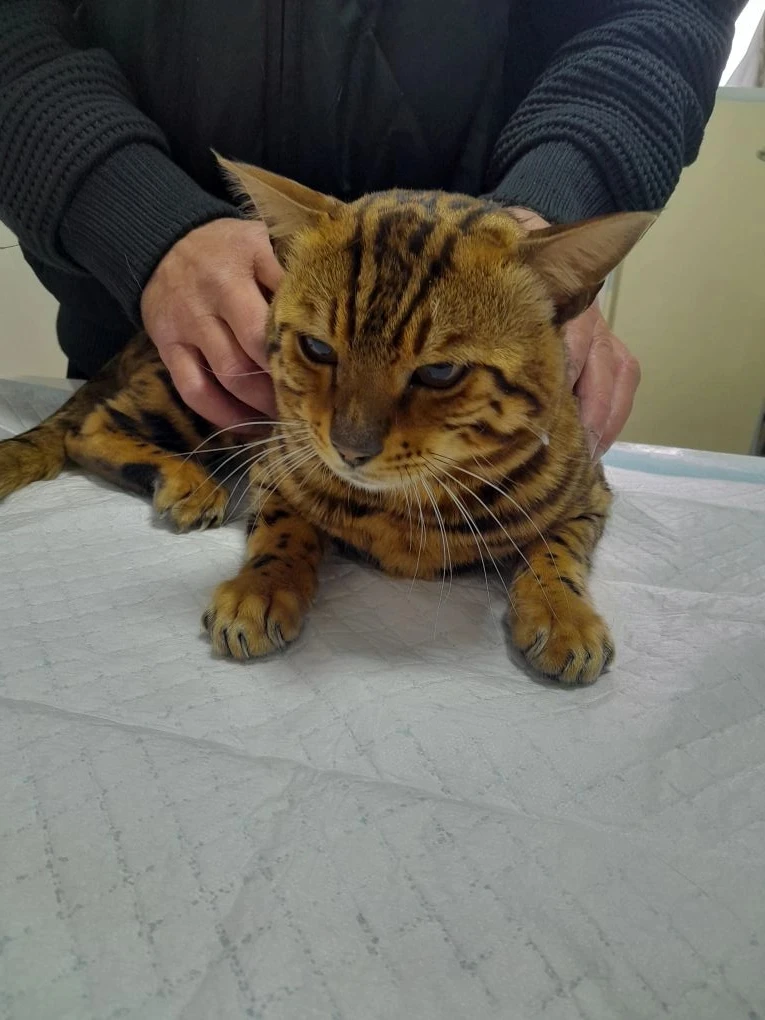 В ГБУ"Камско-Устьинское РГВО на прием приходил кот бенгальской породы по кличке  "Марсель"🐈
