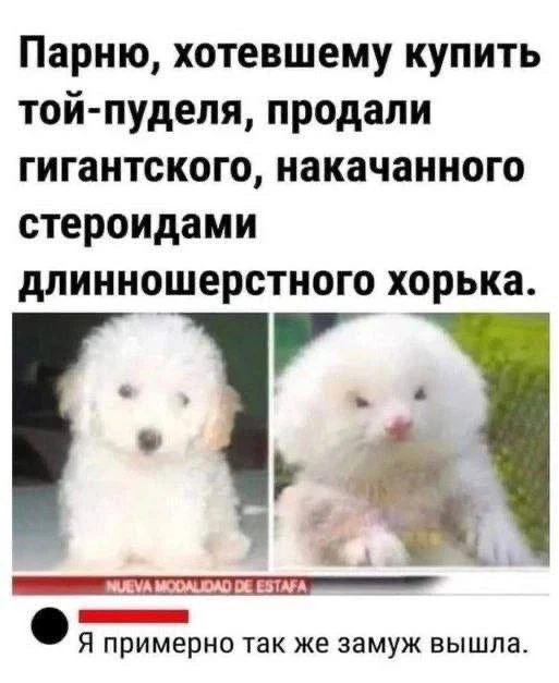 Парню, хотевшему купить той-пуделя, продали гигантского, накачанного стероидами длинношерстного хорь