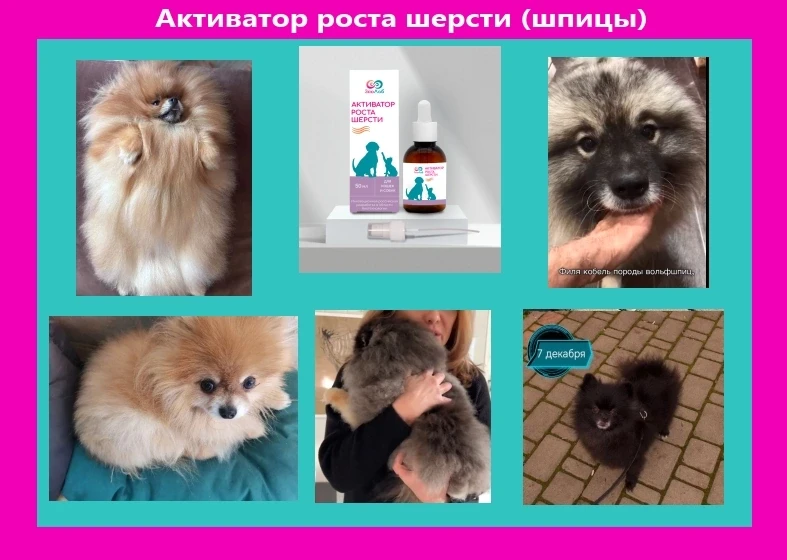 Шубки возвращаются: истории шпицев, которые снова стали пушистыми. 

Если вы владелец шпица, вы знае