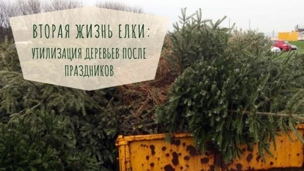 🎄🎄🎄В январе 2026 года в Санкт-Петербурге пройдёт акция «Ёлки, палки и щепа» по сбору и переработк