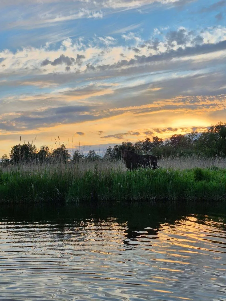 Прекрасная картина природы: лось в ЖК "Юнтолово"🌅

Фото: Причал Ю (Кристина с причала)