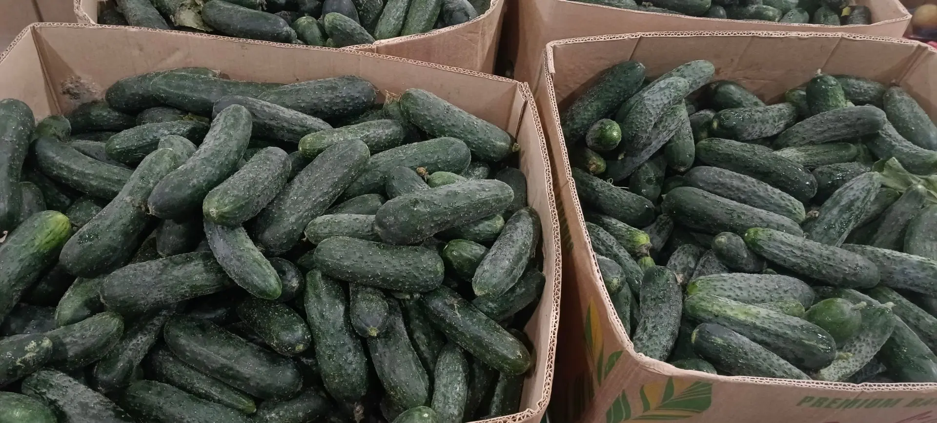 Огурцы. Цена 49,00 за 1 кг