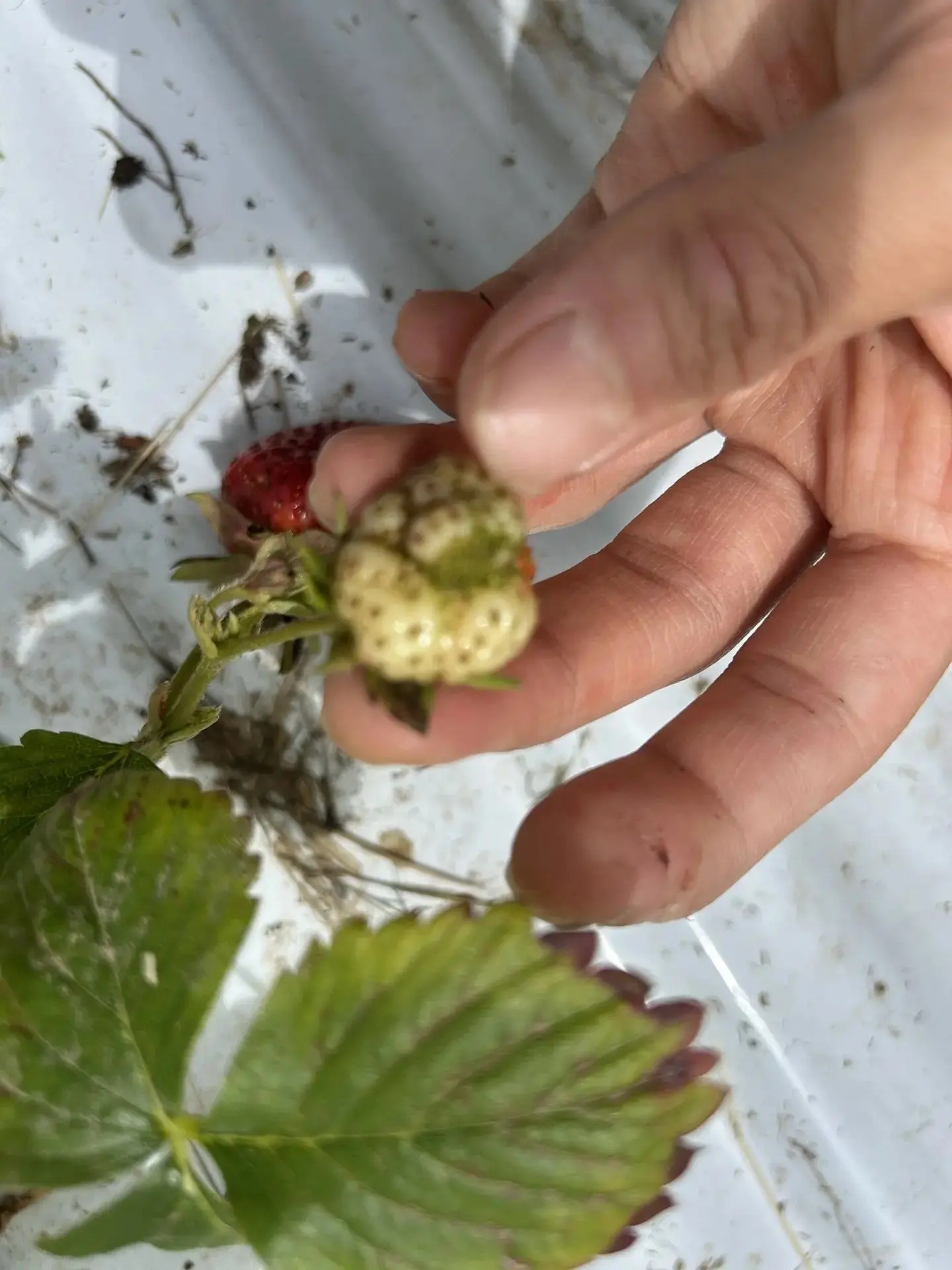 Клубника растет уродливой? Это лечится! 🍓Видели на фото такие корявые, словно сросшиеся из нескольк