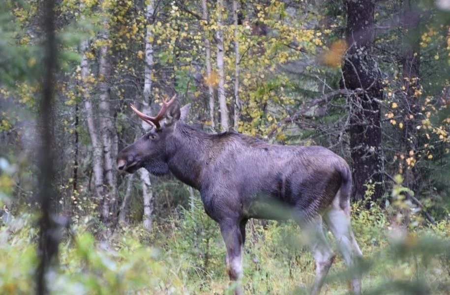 🦌В Прикамье утверждены квоты на добычу лося.
 
Сезон охоты откроется с 1 августа. Всего разрешено д