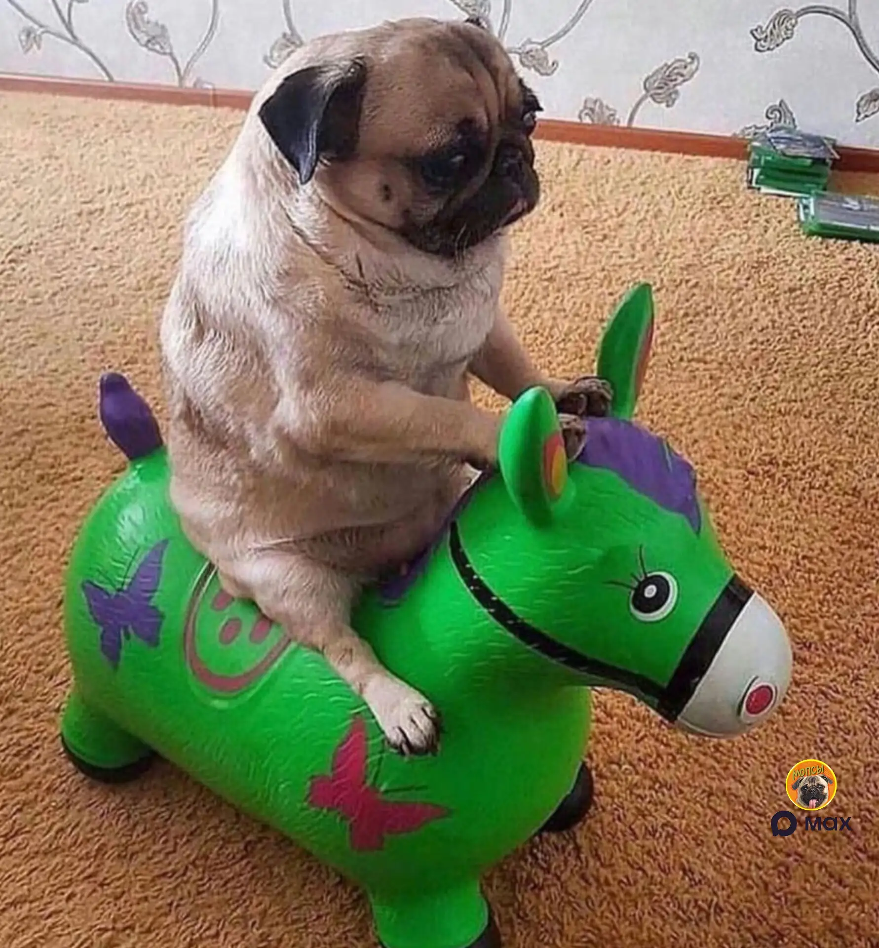 Сколько радости! 🤩

🐶Мопсы