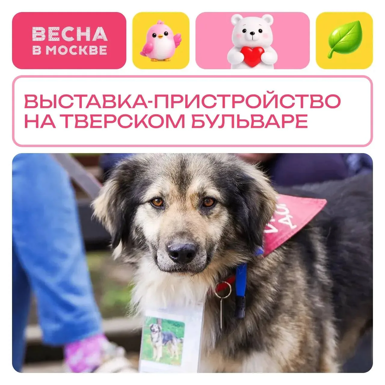 🟩🟩 Твой новый хвостатый друг уже ждет тебя! На Тверском бульваре пройдет выставка-пристройство жив