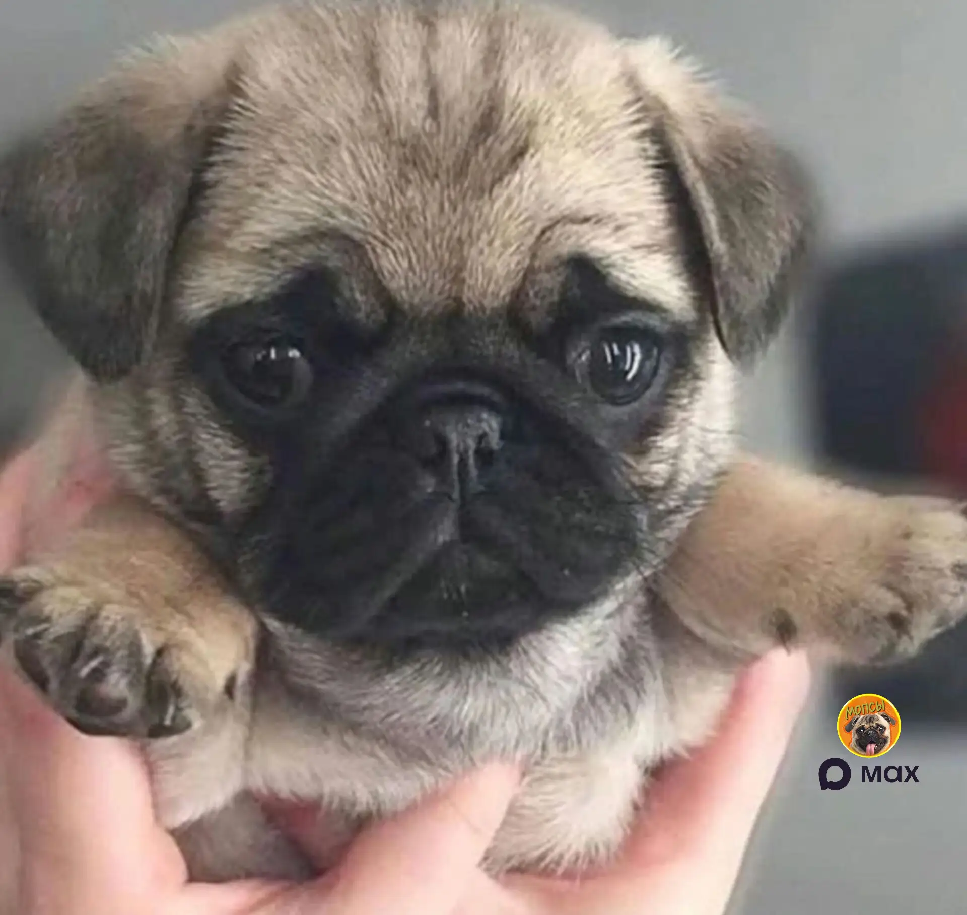 Просто вау ❤️

🐶Мопсы