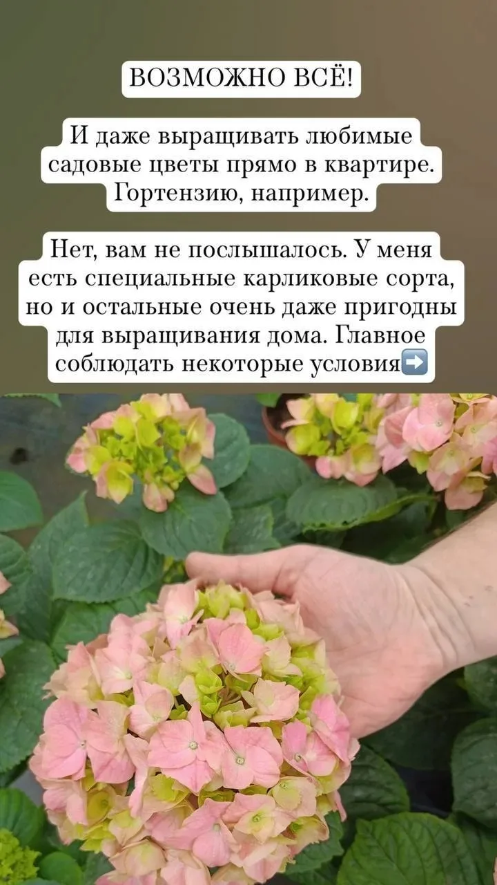 Для любителей миниатюрных сортов собрал несколько советов.

❤️ Если было полезно