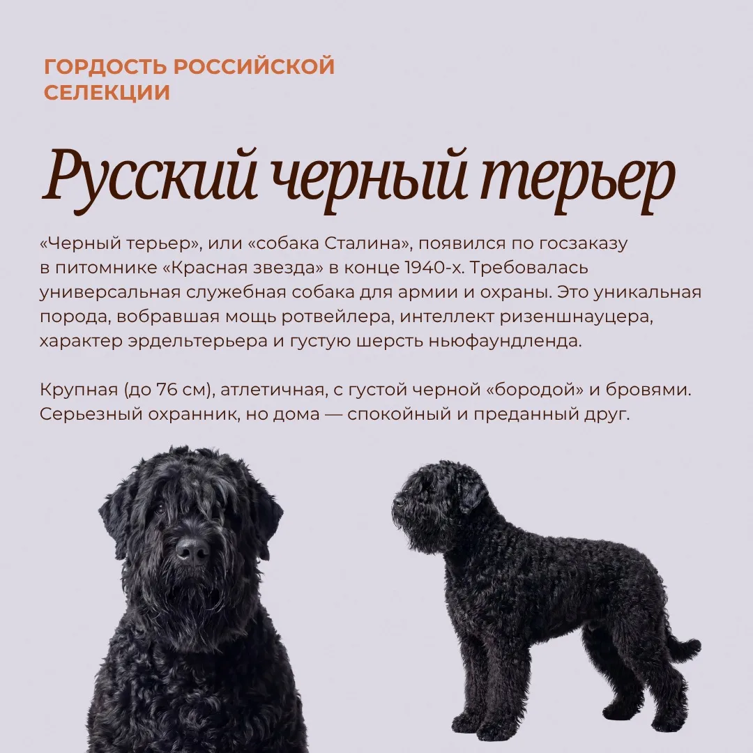 👏В честь праздника представляем вам гордость российской селекции

Эти хвостатые — тоже часть нашей 