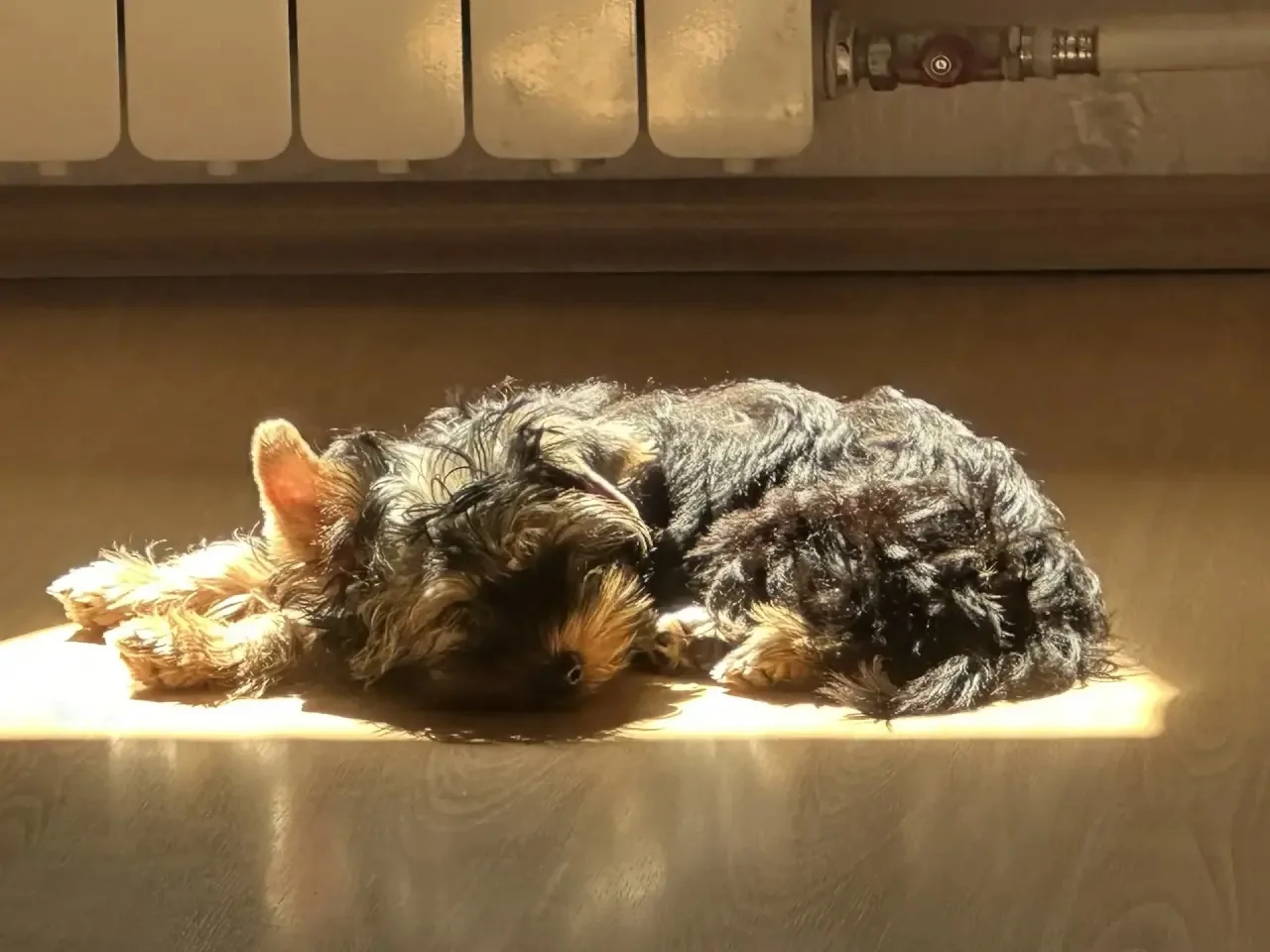 Мой любимый-Микки🐶❤️. 3 месяца.