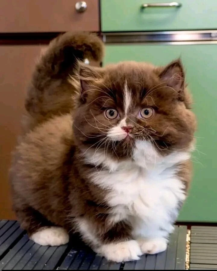Котики. Много котиков. Каждый день. 😻

Подпишись, чтобы не пропустить:

Красочные видео;

Милые фот