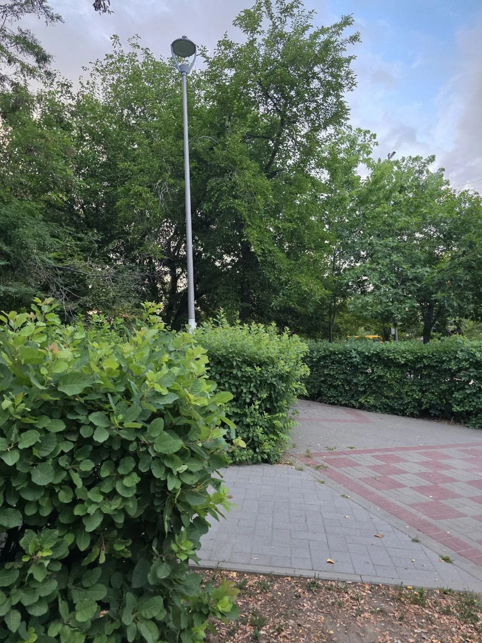 📷 Вот в таком состоянии находятся кусты по всему городу в этом году

Такого еще не было. Раньше их 