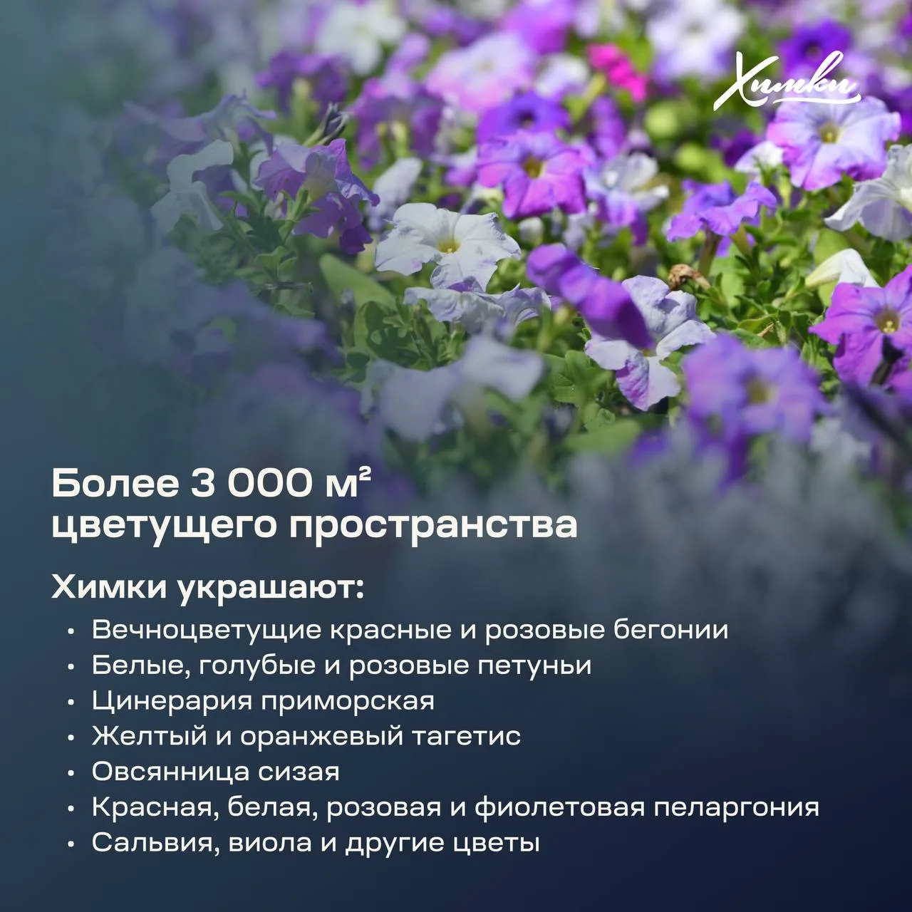 🌸Летние краски оживают в каждом уголке Химок

Улицы преображаются, специалисты приводят в порядок г