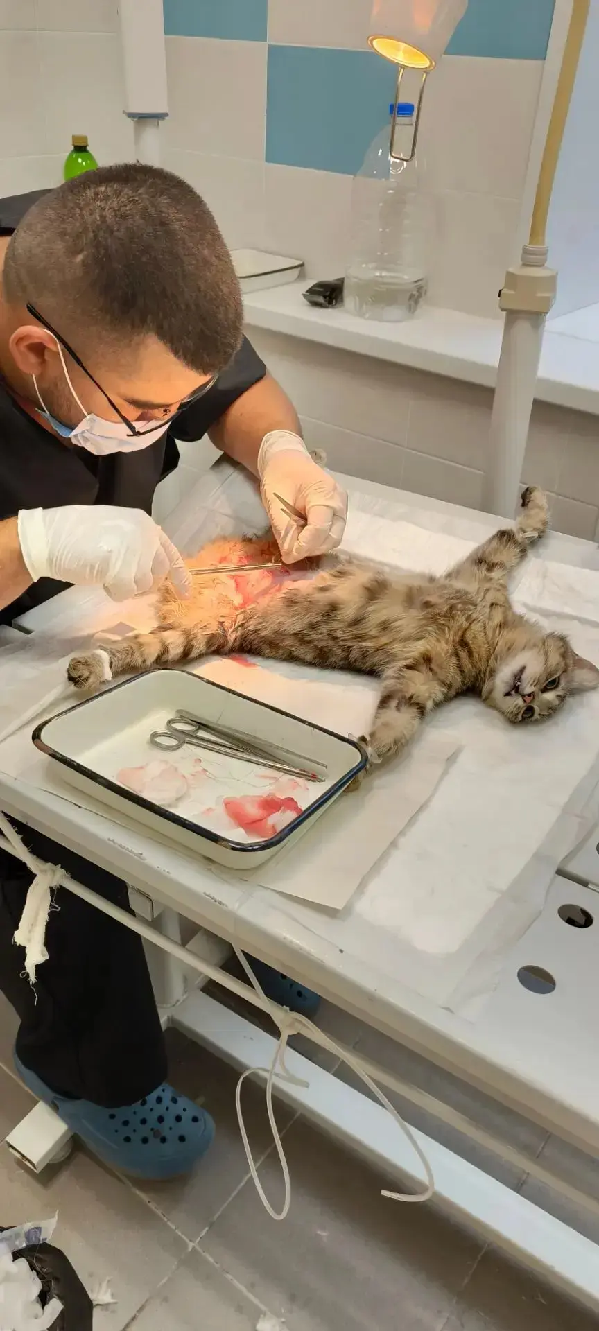 Стерилизация — это забота о здоровье и спокойствие вашего питомца! 🐾

Сегодня в нашей клинике ветер