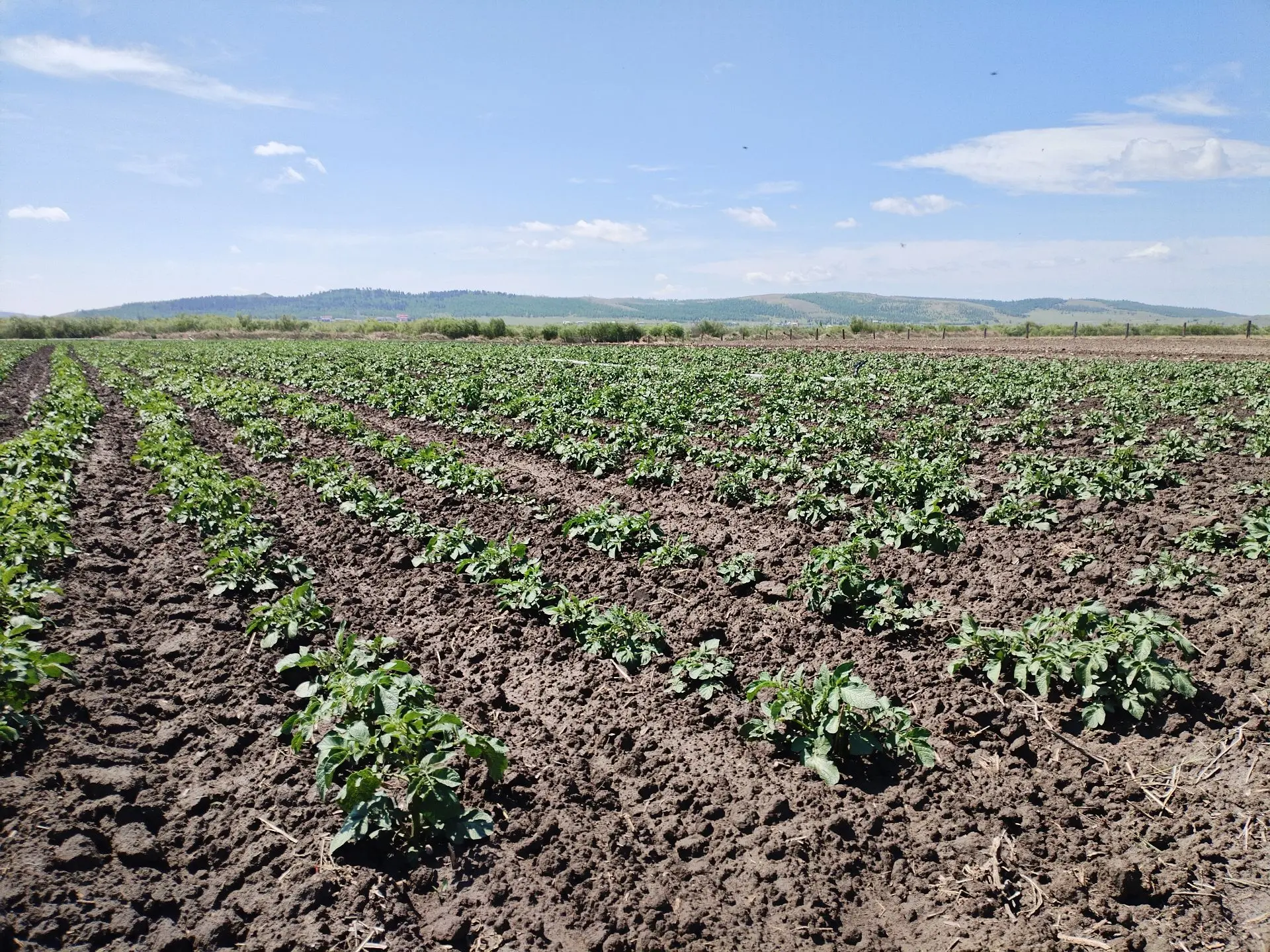 🥔Агропредприятия и фермеры Забайкалья завершили посадку картофеля: посевная площадь на 5% превысила