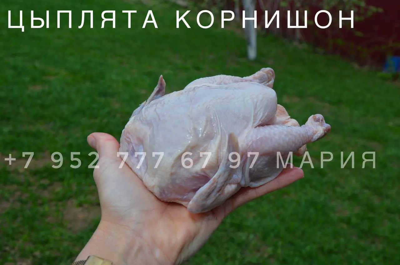 Доброго дня 
В пятницу будут охл тушки домашних цыплят для варки, жарки, запекания 

И цыплята корни