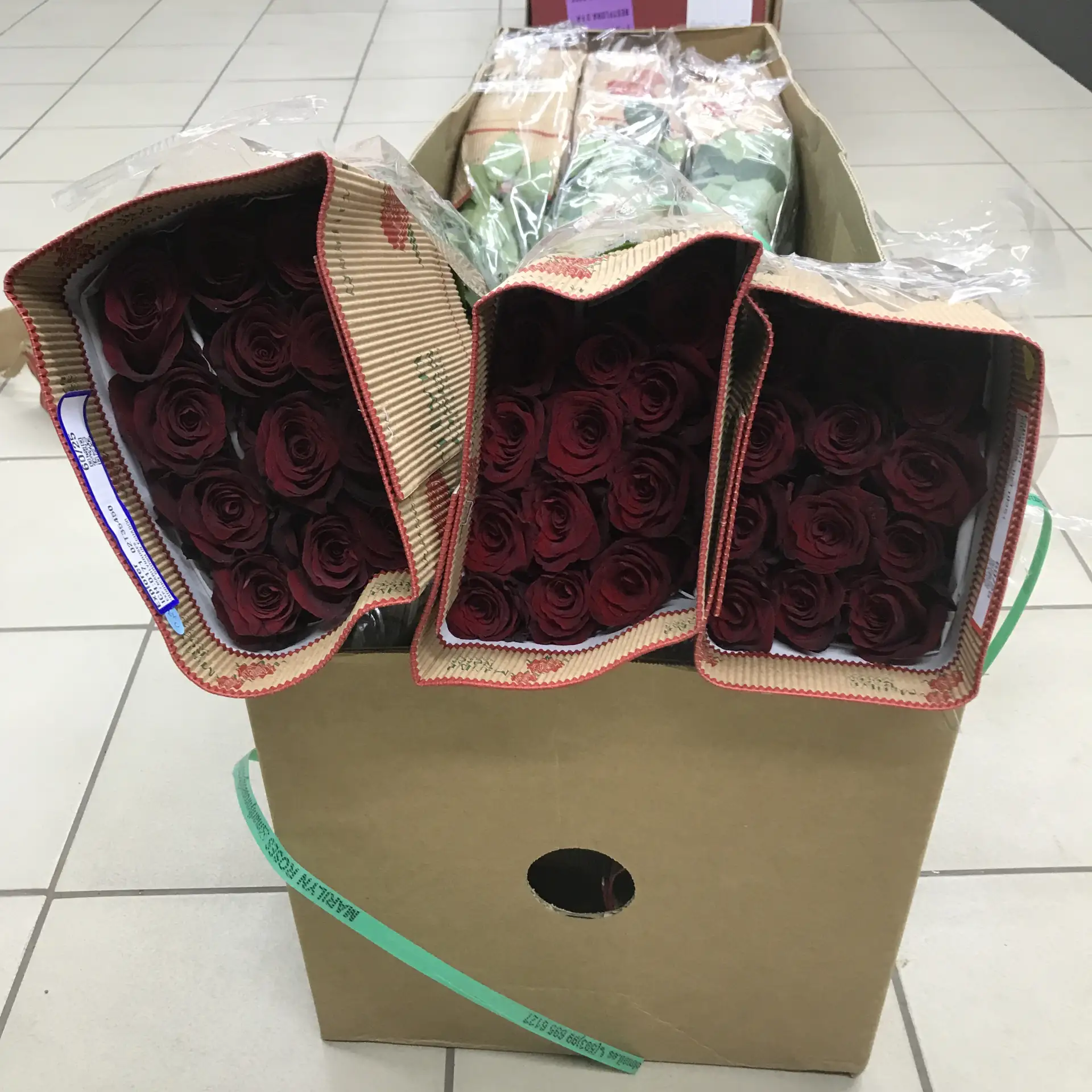 ! Свежее поступление,  цветок в наличии на складе: Чайкиной 18, к.14

🌹 Роза Explorer--60см-- плант