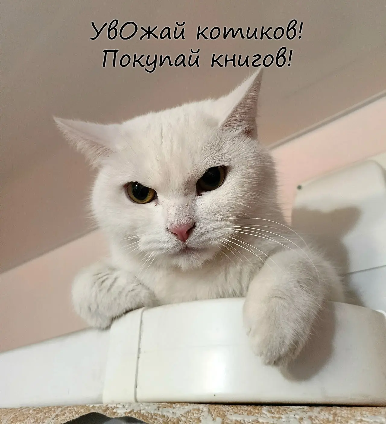 А вы знали, что сегодня День уважения кошек? В литмобе "Шанс исправить прошлое" по этому поводу весь