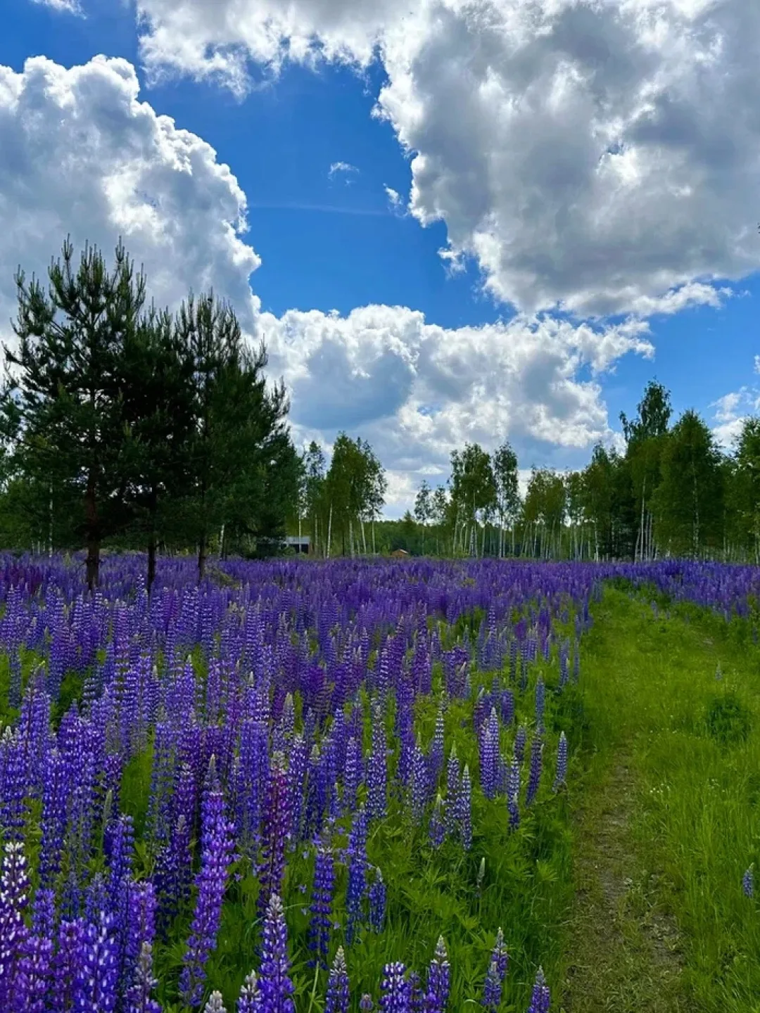 Посмотрите, как красиво у нас сейчас! 

💜Люпины захватили наш глэмпинг, превратив всё вокруг в спло