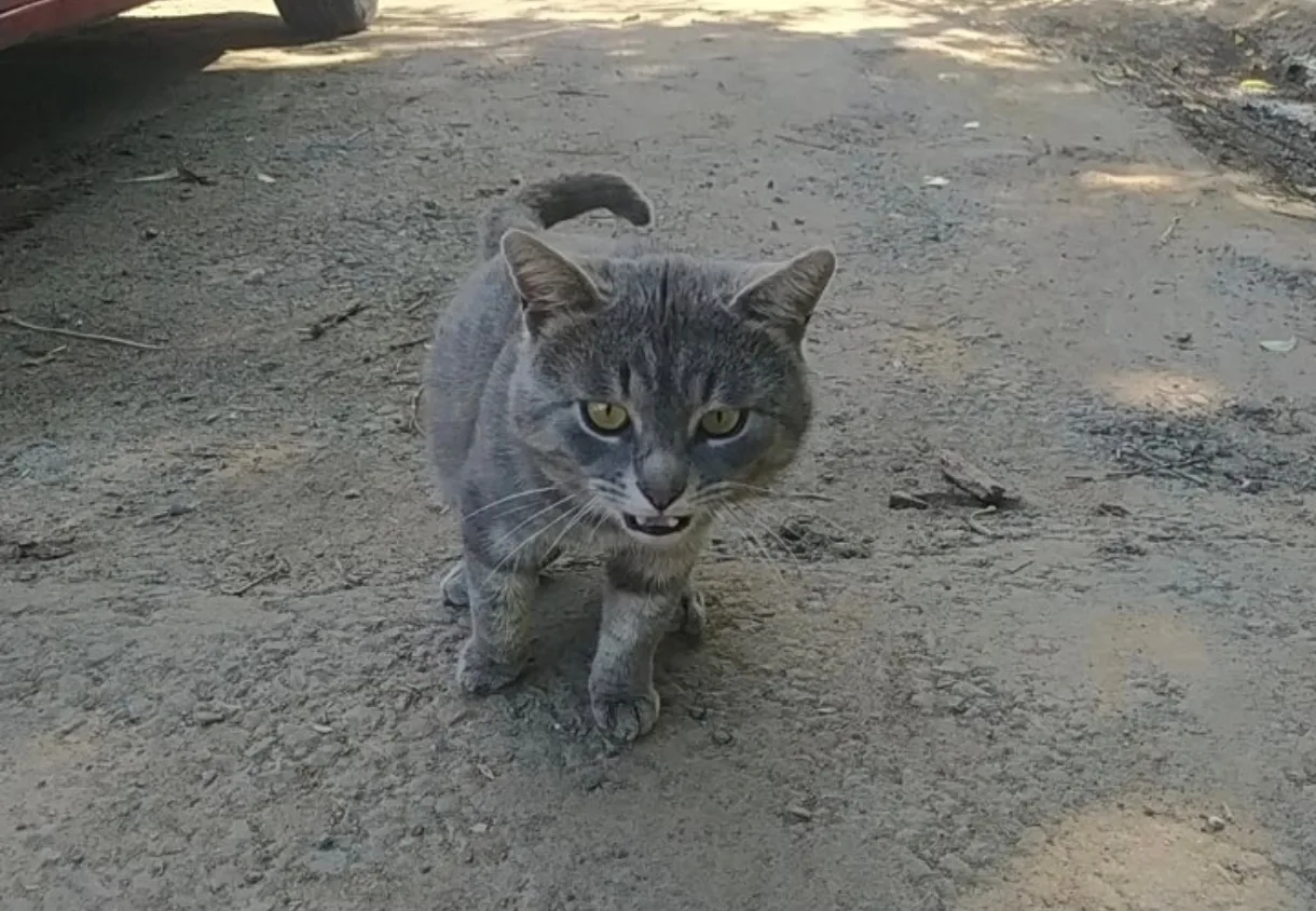 ⚠️ НАЙДЕН КОТ

📍Подольск, Кирова 47 А 

Вид будто домашний.
Появился только утром, боится, но подхо