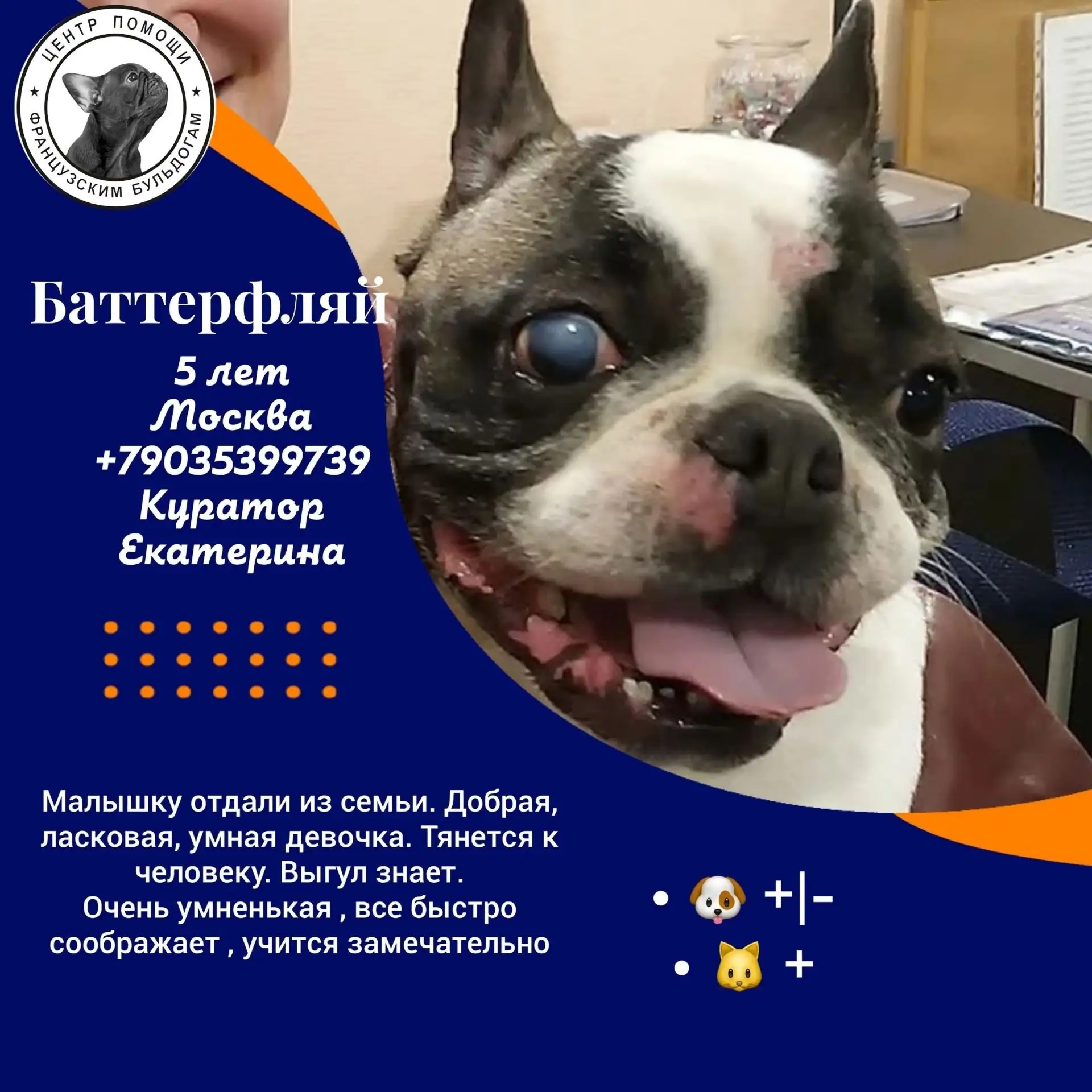 Друзья, срочно ищет дом наша красавица
#Баттерфляй@sosbulldog 🎀
https://vk.ru/topic-144285450_57022