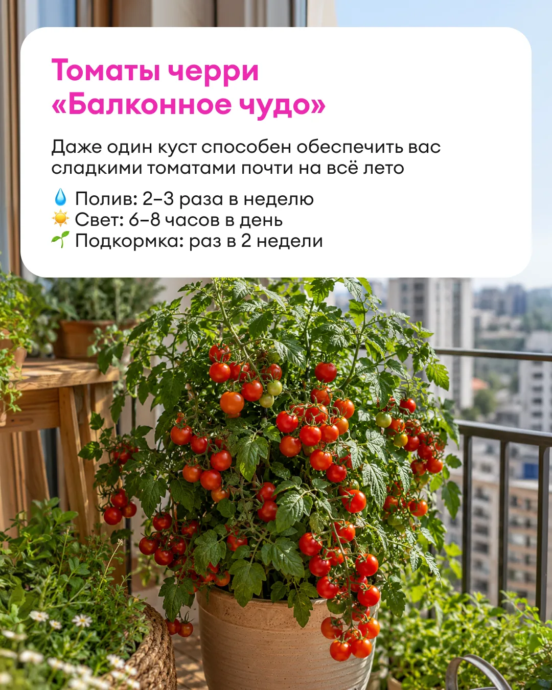 🌱 Урожай на окне? Легче, чем кажется!
 
Летом даже несколько квадратных метров легко превратить в н