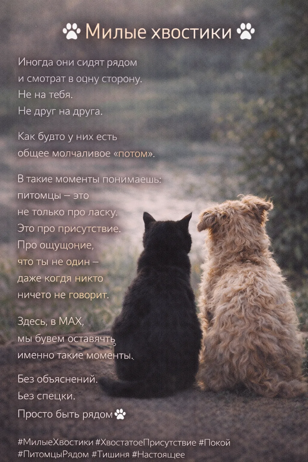 🐾 Милые хвостики 🐾Иногда они сидят рядом
и смотрят в одну сторону.
Не на тебя.
Не друг на друга.
К