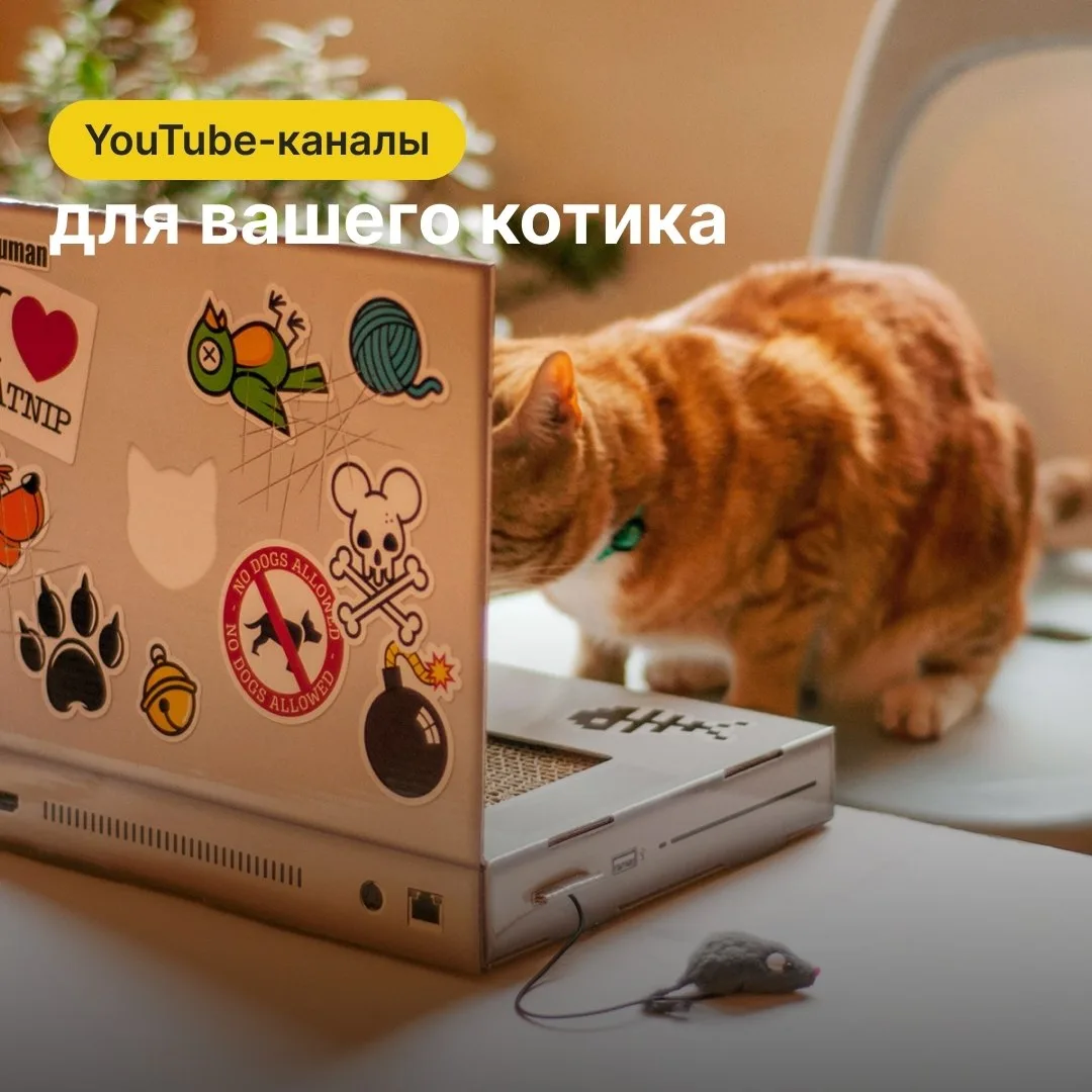 Виртуальная охота, колыбельные и видео с грызунами и птицами, которые заменят наблюдение в окно.

По