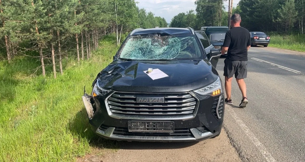 За праздничные выходные в Башкортостане зафиксированы случаи незаконной охоты и ДТП с участием лосей