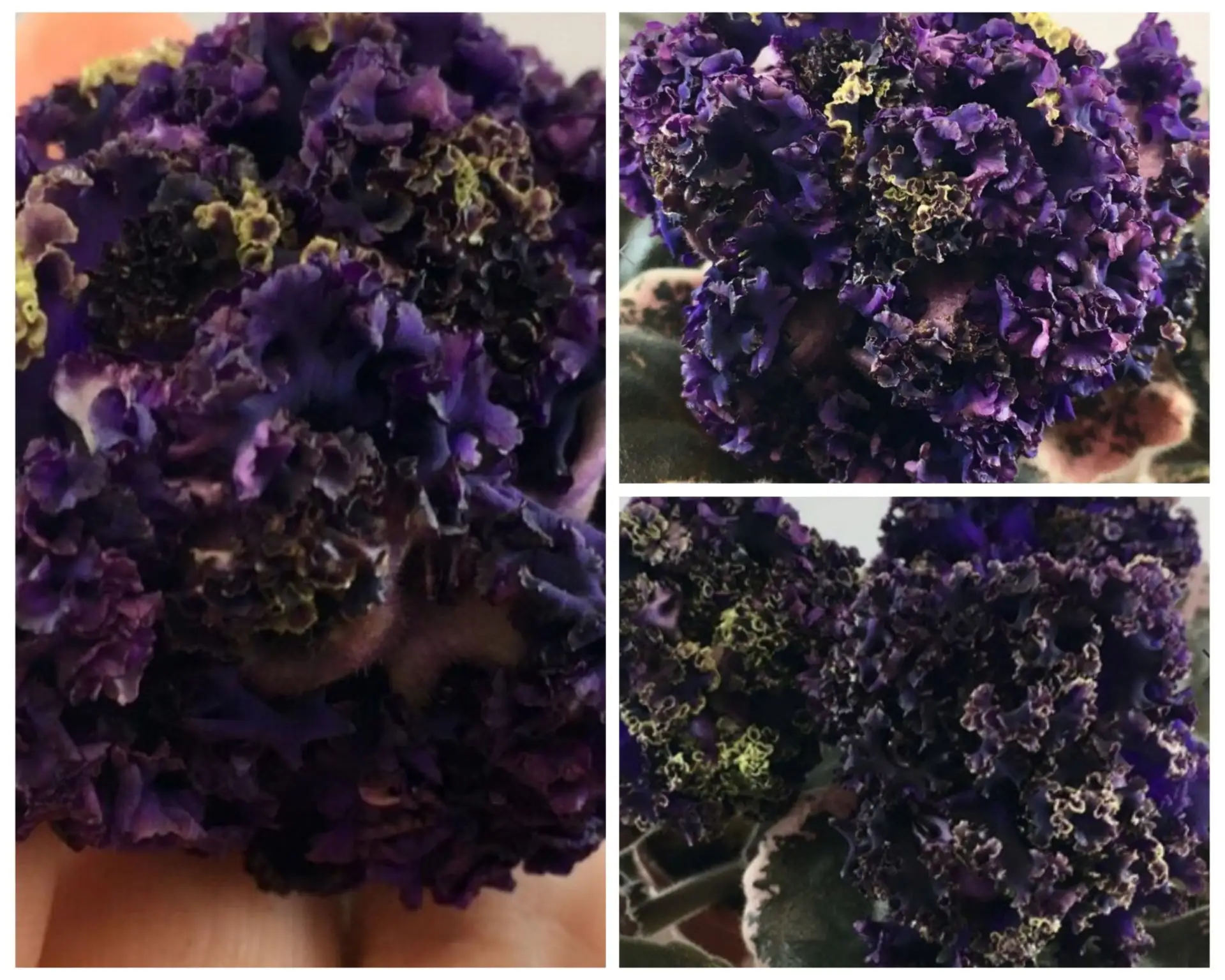 Рс-Атолл🌹🌹🌹💥🍀 крупные сильно кучерявые бахромчатые сине-чернильные цветы с салатовой рюшью.. тё