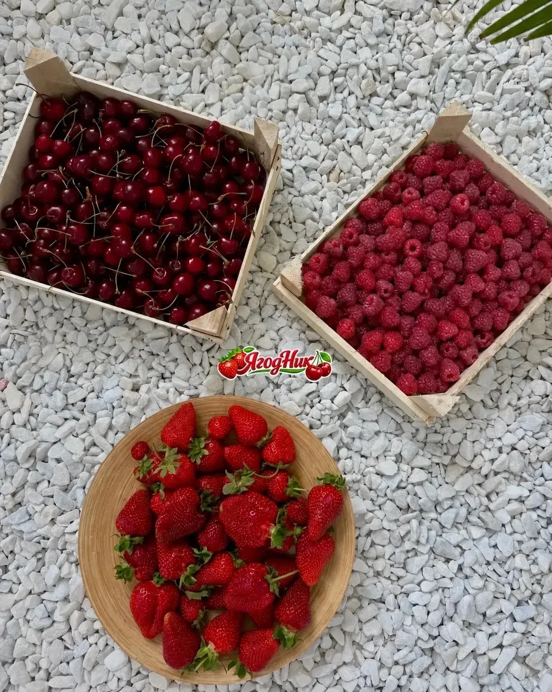 🍓ПОСТАВКИ СЛАДКОЙ, АРОМАТНОЙ КЛУБНИКИ, МАЛИНЫ, А ТАКЖЕ ЧЕРЕШНИ ИЗ КИРГИЗИИ В ВАШЕМ ГОРОДЕ 🍓

🔥Мы 