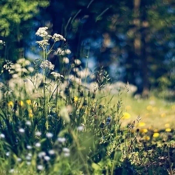 10 признаков, что у вас в жизни все хорошо 
(даже, если вы этого не чувствуете) 

1️⃣ У вас есть кры