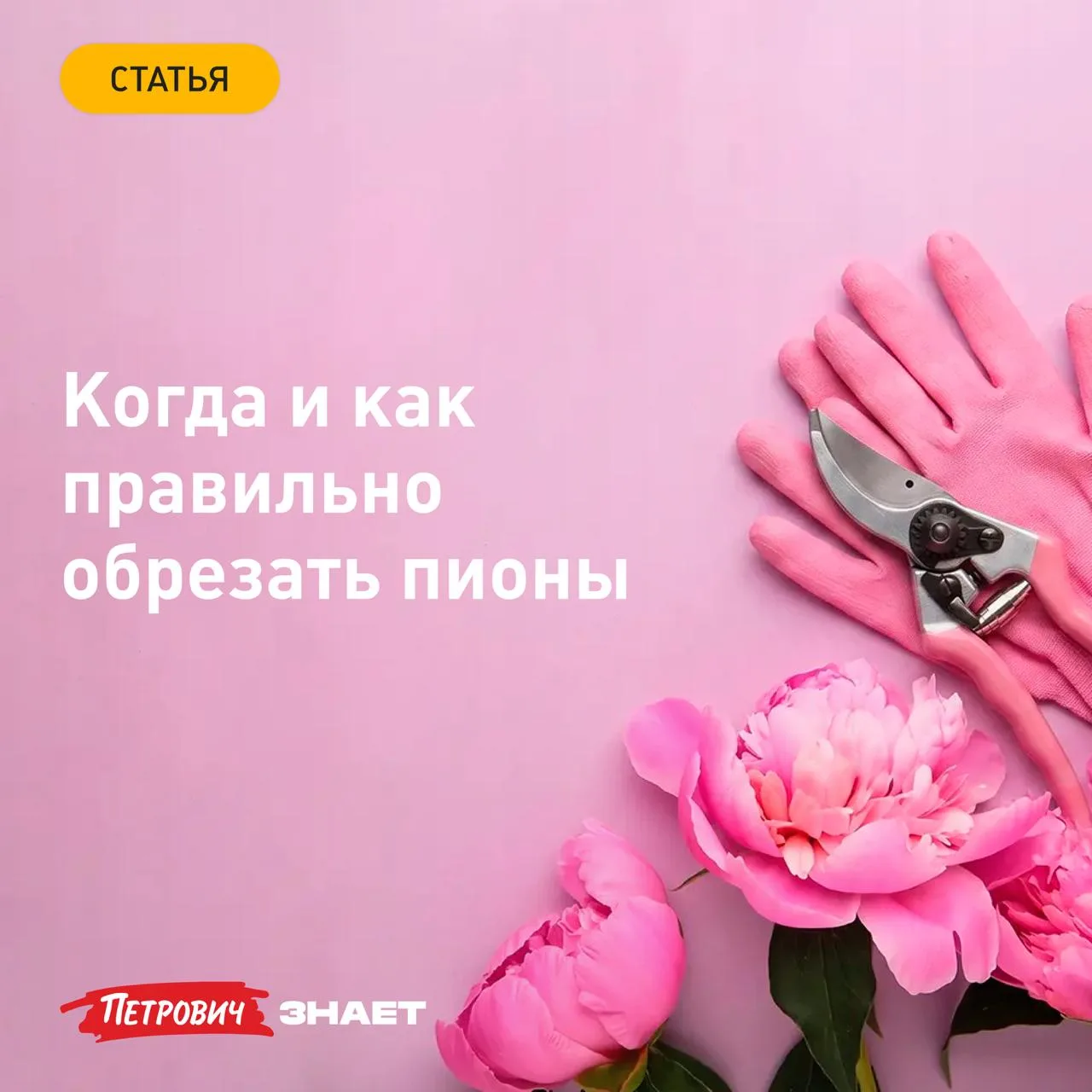 Если поспешить и срезать зелень у пионов сразу после цветения, на следующий год вместо пышных шапок 